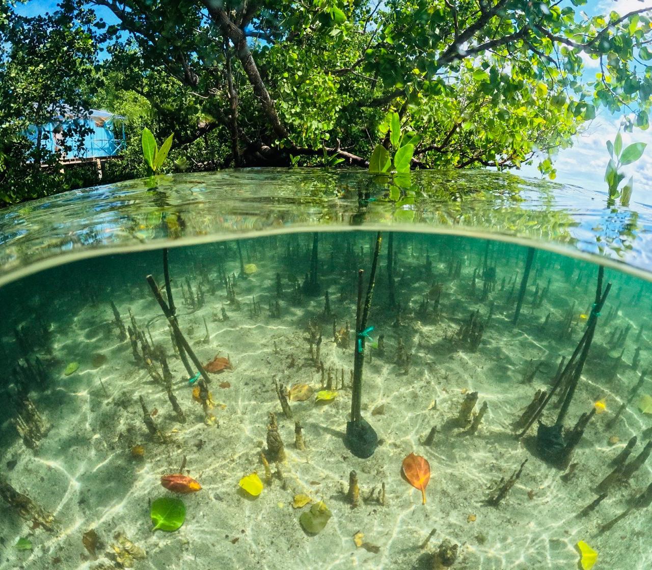 Keanekaragaman Hayati sebagai Fondasi Ketahanan Pangan: Menguatkan Peran Perempuan Lokal dalam Pemulihan Ekosistem Mangrove